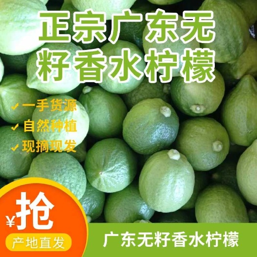 阳春市正宗广东无籽香水柠檬（缺果季，山地果香气浓郁）