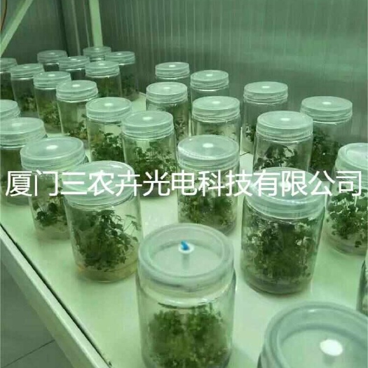 厦门T8-草莓育苗组培灯