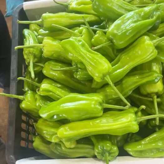 徐闻县#泡王#薄皮椒#芜湖椒 #苏椒，市场、电商、工厂食堂无限供应