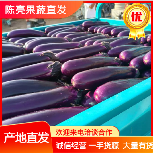 博爱县精品广茄大量有货，基地直发，代发全国，