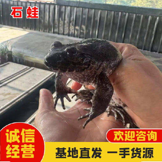 新鲜石蛙 高山泉水养殖  现捕现发