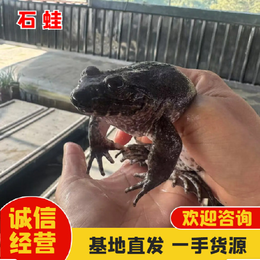 古田县新鲜石蛙 高山泉水养殖  现捕现发