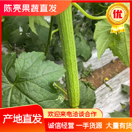 新鲜，鲜花长丝瓜，河南温室丝瓜，大量供应，