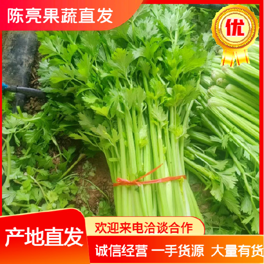 河南省西芹，芹菜，大量供应，叶子碧绿，直接性很好，