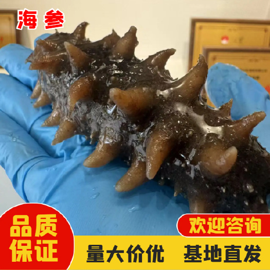 即食海参 红极参 新鲜鲜活 顺丰冷链 包邮到家