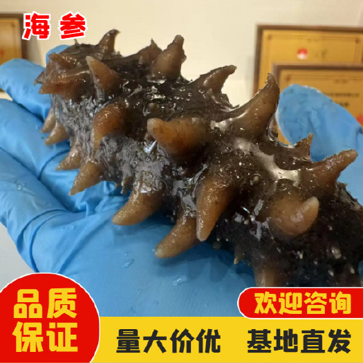 古田县即食海参 红极参 新鲜鲜活 顺丰冷链 包邮到家