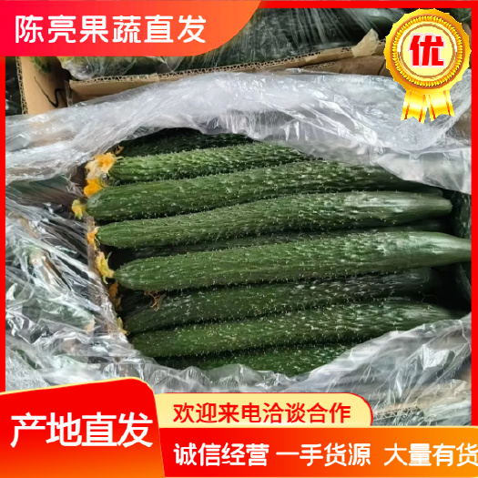博爱县密刺黄瓜 产地直发 大量有货 欢迎咨询