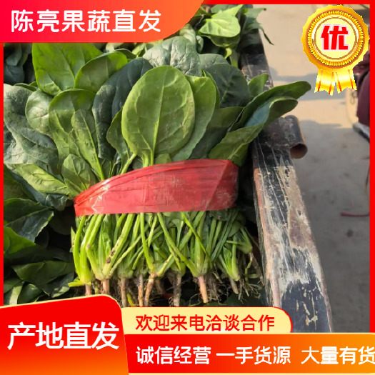 博爱县河南精品大叶菠菜，手工整齐，叶绿，产地直供，代发全国。