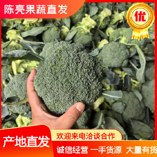 炎秀西兰花 河南精品西兰花，花型圆，颜色绿，小米粒，产地直供