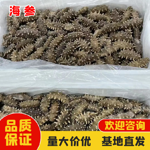 古田县即食海参 礼盒装 可定制  全国包邮