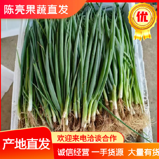 博爱县精品河南小葱，香葱，大量供应，