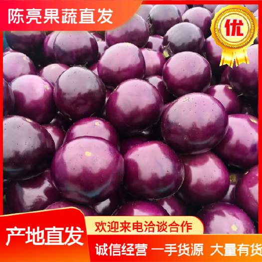 博爱县精品紫光圆茄，河南圆茄大量供应，个头匀称，颜色发亮代发全国