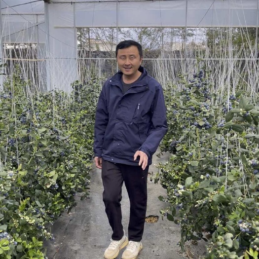 云南花香蓝莓L25一斤