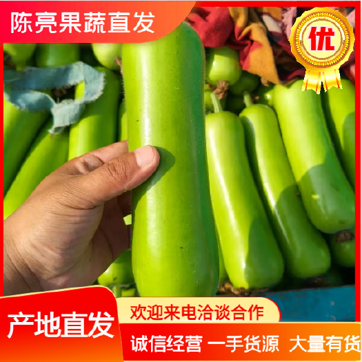 博爱县河南省，青瓠瓜，精品蒲瓜，条型好，颜色绿，大量供应