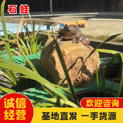 优质环境，孕育独特石蛙，品质保证