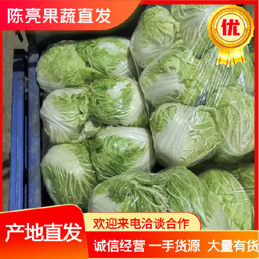 博爱县河南秦白二号，大白菜，大量供应，圆球型，产地直发
