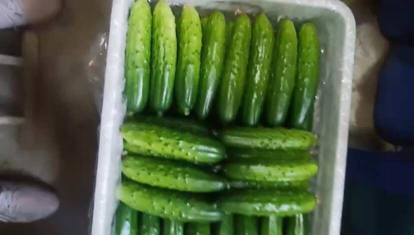 青岛旱黄瓜