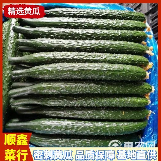 夏邑县精选密刺黄瓜，干花带刺，品质保障基地直供常年供货