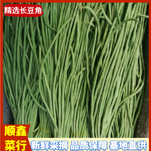 夏邑县精选长豆角优质豇豆万亩基地全国发货量大从优