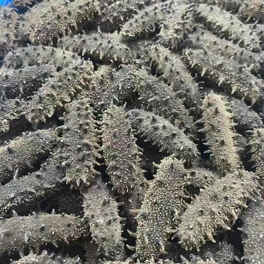 海参 各种海参 即食海参 海参干 全国包邮
