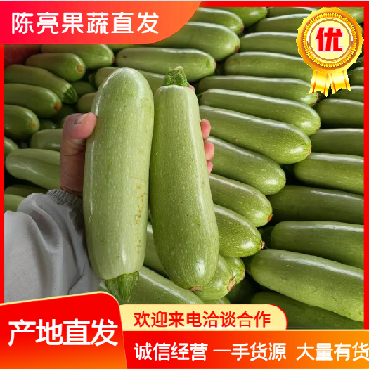 博爱县河南西葫芦，小瓜，绿皮西葫芦，颜色好，个头匀称，产地直发