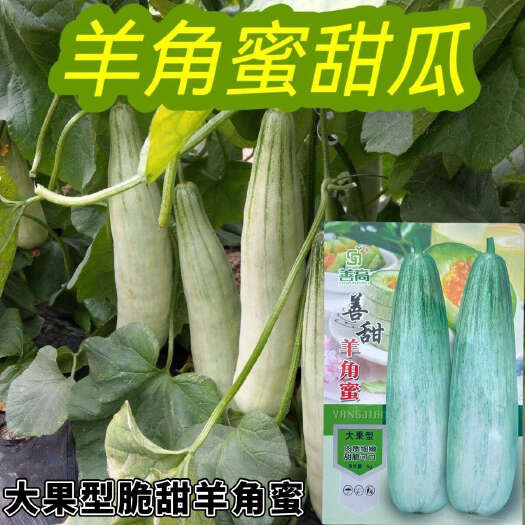 羊角蜜种子羊角蜜甜瓜大果型脆甜羊角蜜