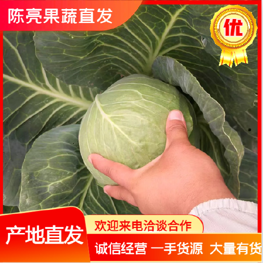博爱县绿包菜  河南甘蓝，包菜，颜色绿，品质好，价格优