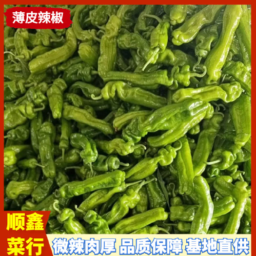 夏邑县辣椒精选301薄皮辣椒基地直供量大从优