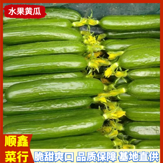 精选水果黄瓜小青瓜基地直供全国发货
