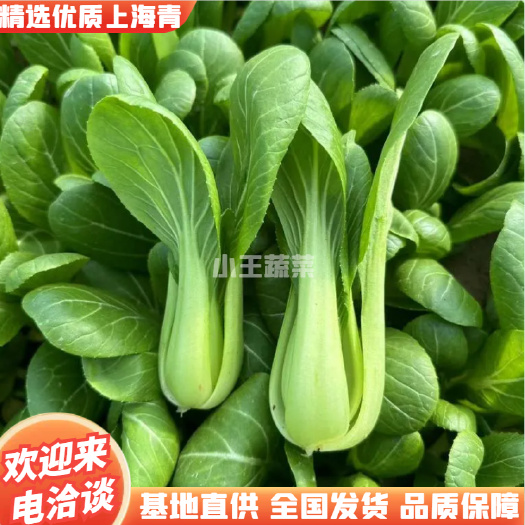 品质上海青自己家种植的上海青。河南郑州全国发货基地直供