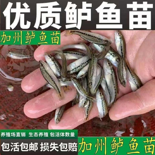 重庆市鱼苗加州鲈鱼苗大口黑鲈淡水高密度路亚活体优鲈三号鲈鱼鱼场直供