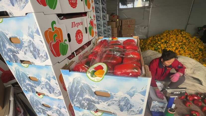 寿光市寿光五彩椒精品通货电商货 外贸货