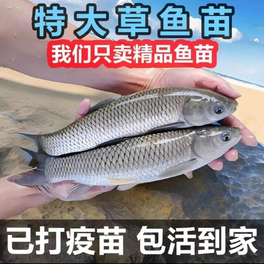 优质特大号草鱼苗批发包活养殖草鱼苗批发优选推荐1号草鱼苗