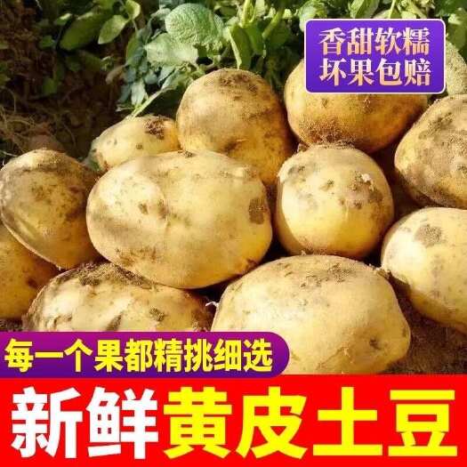 昆明25年新鲜黄心土豆一件代发各平台渠道供应