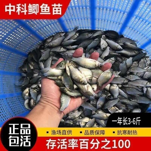 南充鱼苗鲫鱼苗中科五号工程鲫黄金鲫鲤鱼鲫鱼淡水养殖耐寒草鱼土鲫鱼