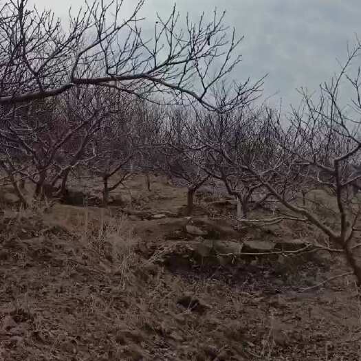 营口辽宁营口优质大果山楂树苗基地直供适合栽种果园绿化两用