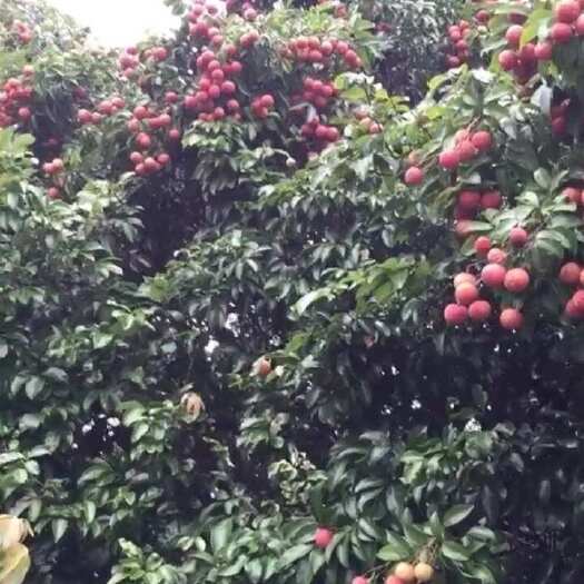 兴业县大量荔枝，和荔，欢迎老板来订购