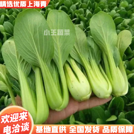荥阳市精选上海青自己家种植的上海青货源充足全国发货基地直供