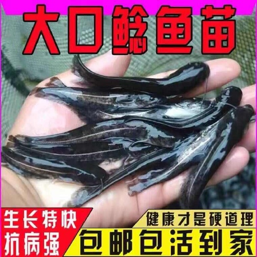 重庆市黑鱼苗活体乌鱼生鱼财鱼斑鱼乌鳢好养特大凶猛冷水淡水养殖观赏鱼
