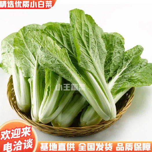 荥阳市精选优质小白菜自己家种的奶白菜货源充足全国发货