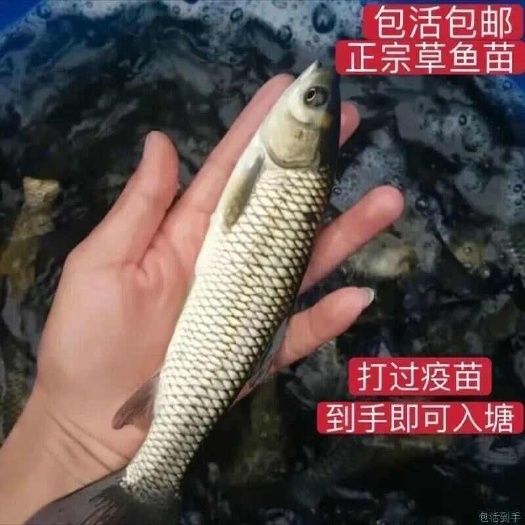 草鱼苗大草鱼苗特大号重庆四川鱼苗水产养殖鱼塘水库垂钓园包活
