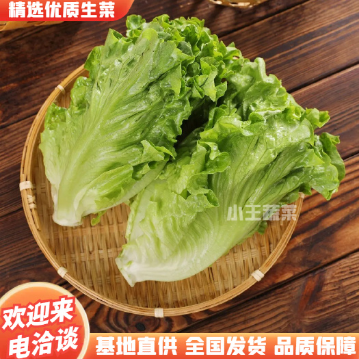 河南省郑州生菜货源充足