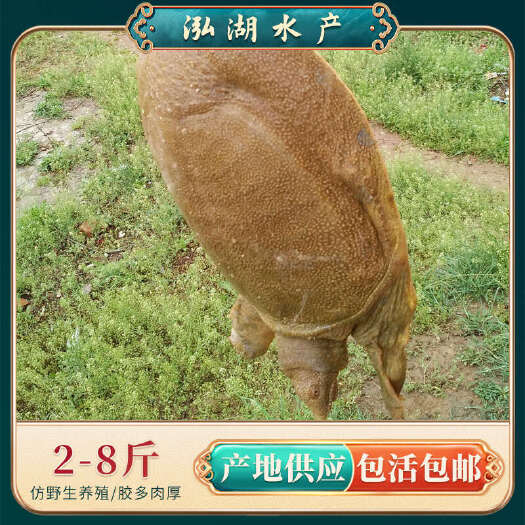 惠农严选-【青黄甲鱼】鲜活生态外生长 中华老鳖活体甲鱼
