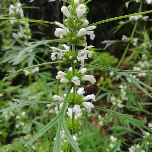 夏至草白花益母草初级农产品当季白花益母草散装夏至草