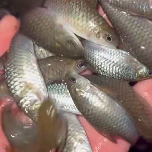 南宁青竹鱼苗，正宗越南红面青竹