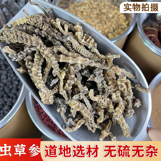 普宁市【永康元药业】地参中药材正品地参虫草参 地龙菜 银条菜 地蚕
