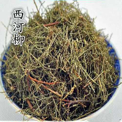 固阳县西河柳怪柳观音柳山川柳三春柳西湖柳