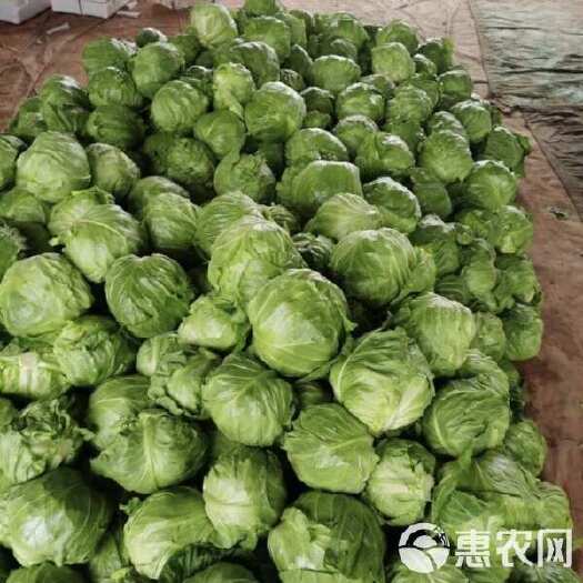 聊城京丰一号甘蓝产地直销，质量上乘，欢迎采购商联系我对接
