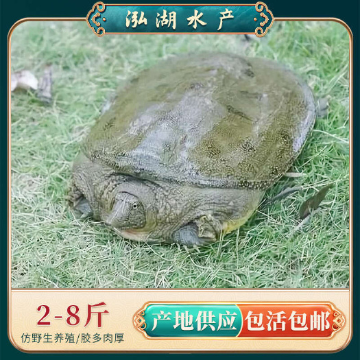 惠农严选-泥塘1-6斤生态冷水甲鱼 生态喂养吃小鱼小虾