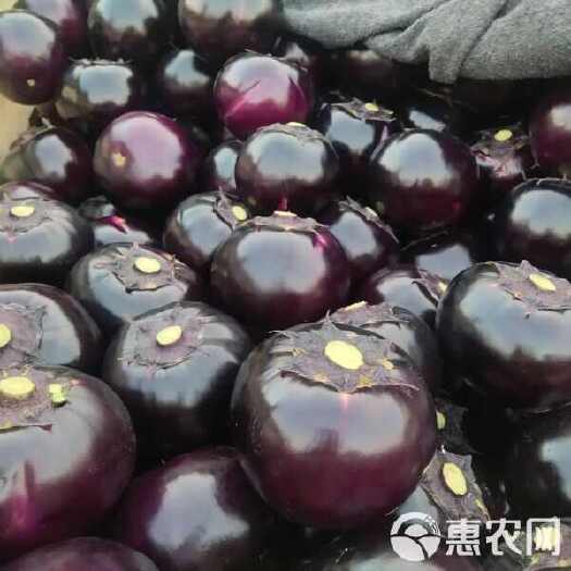 聊城紫光圆茄原产地，品质保障，诚信经营，规格齐全